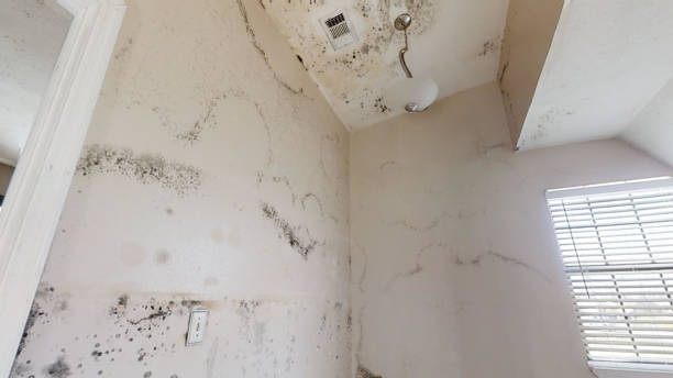 Best Mold Remediation for Healthcare Facilities  in , DE