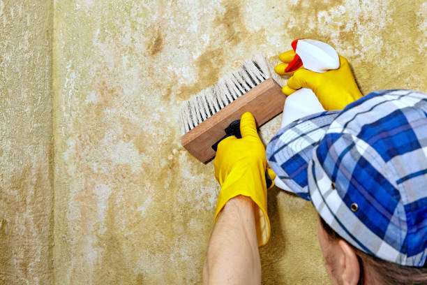 Best Mold Remediation for Healthcare Facilities  in , DE