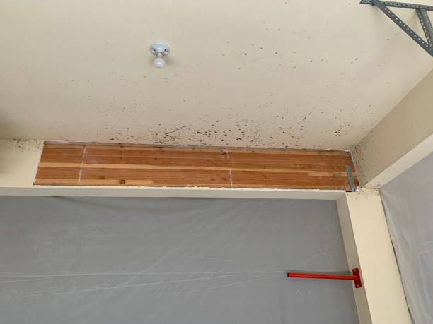Best Basement Mold Removal  in , DE
