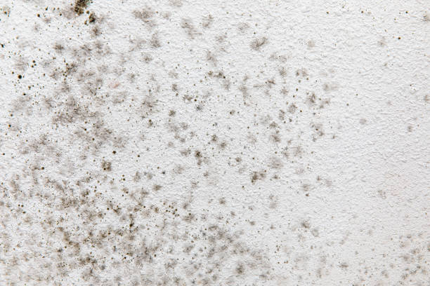 Best Air Quality Testing for Mold Spores  in , DE