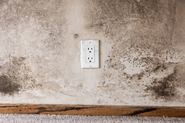 Best Commercial Mold Inspection  in , DE