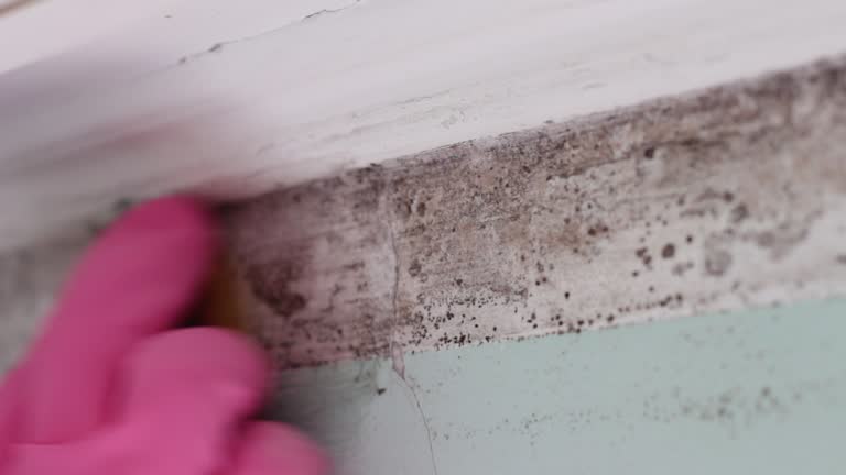 Best Asbestos and Lead Testing During Mold Inspection  in , DE